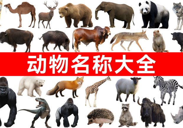 我們正在構(gòu)建網(wǎng)絡上最全面的動物名稱庫！.jpg